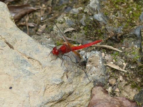 Diplacodes haematodes